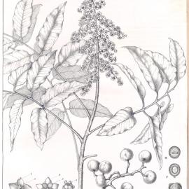 Forest Flora of New South Wales (Volume 1): Plate 32: A Yellow Wood