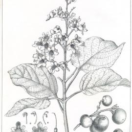 Forest Flora of New South Wales (Volume 1): Plate 33: The Beech or White Beech