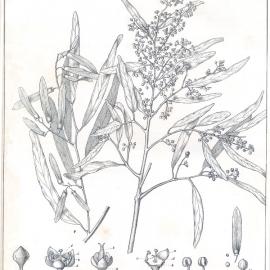 Forest Flora of New South Wales (Volume 1): Plate 34: Supple Jack