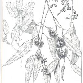 Forest Flora of New South Wales (Volume 1): Plate 35: The Yellow Box