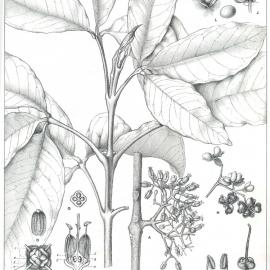 Forest Flora of New South Wales (Volume 1): Plate 36: An Evodia