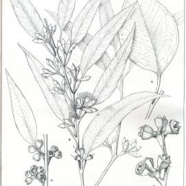 Forest Flora of New South Wales (Volume 1): Plate 37: A Grey Gum