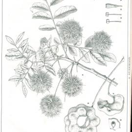 Forest Flora of New South Wales (Volume 1): Plate 38: A Stinkwood