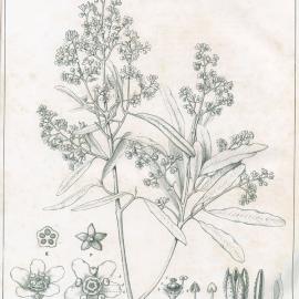 Forest Flora of New South Wales (Volume 1): Plate 39: The Leopard Wood