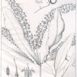Forest Flora of New South Wales (Volume 1): Plate 40: The Queensland Nut