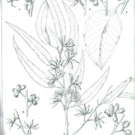 Forest Flora of New South Wales (Volume 2): Plate 41: Forest Red Gum