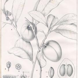 Forest Flora of New South Wales (Volume 2): Plate 42: Black Apple