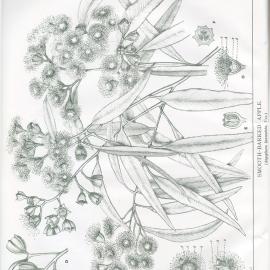 Forest Flora of New South Wales (Volume 2): Plate 43: Smooth-barked Apple