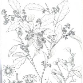 Forest Flora of New South Wales (Volume 2): Plate 44: Scolopia Brownii