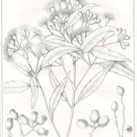 Forest Flora of New South Wales (Volume 2): Plate 45: The Bloodwood