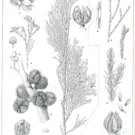 Forest Flora of New South Wales (Volume 2): Plate 46: The Warted and Stringybark Pines