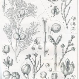 Forest Flora of New South Wales (Volume 2): Plate 47: The White and Other Cypress Pines