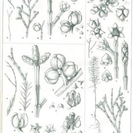 Forest Flora of New South Wales (Volume 2): Plate 48: The Black and Other Cypress Pines