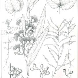 Forest Flora of New South Wales (Volume 2): Plate 49: The Mugga: A Red Ironbark