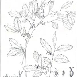 Forest Flora of New South Wales (Volume 2): Plate 50: Native Elm