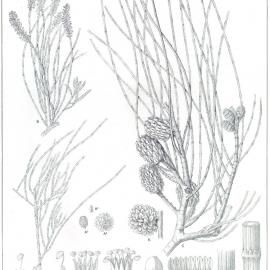 Forest Flora of New South Wales (Volume 2): Plate 51: The Belah