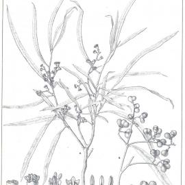 Forest Flora of New South Wales (Volume 2): Plate 52: The Western Rosewood