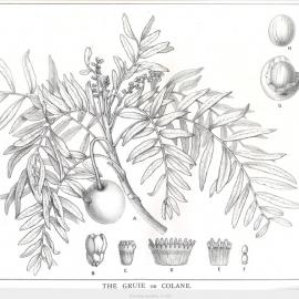 Forest Flora of New South Wales (Volume 2): Plate 53: The Gruie or Colane