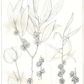 Forest Flora of New South Wales (Volume 2): Plate 54: The Black Sally