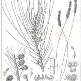 Forest Flora of New South Wales (Volume 2): Plate 55: The Swamp Oak