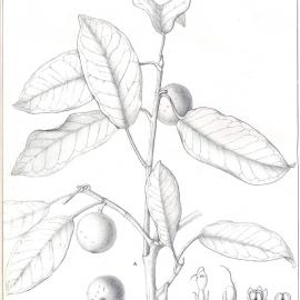 Forest Flora of New South Wales (Volume 2): Plate 56: A Deciduous Fig