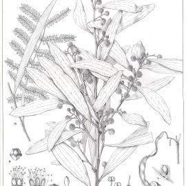 Forest Flora of New South Wales (Volume 2): Plate 57: The Blackwood