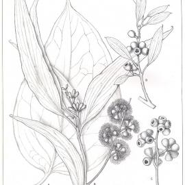 Forest Flora of New South Wales (Volume 2): Plate 58: A White or Cabbage Gum