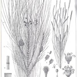 Forest Flora of New South Wales (Volume 2): Plate 59: The River Oak