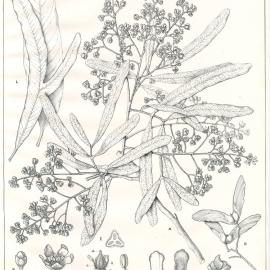 Forest Flora of New South Wales (Volume 2): Plate 60: The Western Whitewood