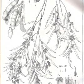 Forest Flora of New South Wales (Volume 2): Plate 61: The Weeping Myall