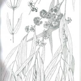 Forest Flora of New South Wales (Volume 2): Plate 62: A Peppermint