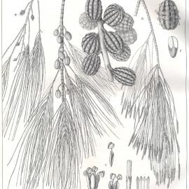 Forest Flora of New South Wales (Volume 2): Plate 63: Forest Oak