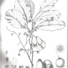 Forest Flora of New South Wales (Volume 2): Plate 64: The Ivory Wood