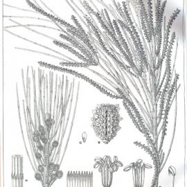 Forest Flora of New South Wales (Volume 2): Plate 65: The Drooping She Oak