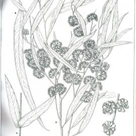 Forest Flora of New South Wales (Volume 2): Plate 66: The River White Gum