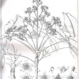 Forest Flora of New South Wales (Volume 2): Plate 67: The Native Teak