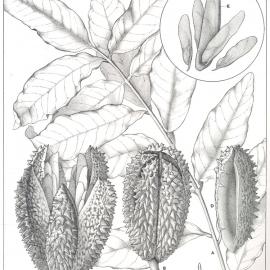 Forest Flora of New South Wales (Volume 2): Plate 68: The Native Teak