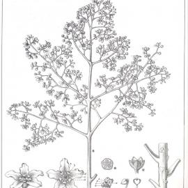 Forest Flora of New South Wales (Volume 2): Plate 69: The Cudgerie
