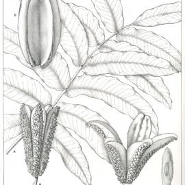 Forest Flora of New South Wales (Volume 2): Plate 70: The Cudgerie