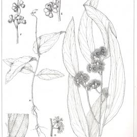 Forest Flora of New South Wales (Volume 2): Plate 71: The Giant Gum Tree