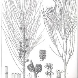 Forest Flora of New South Wales (Volume 2): Plate 72: The Black She Oak