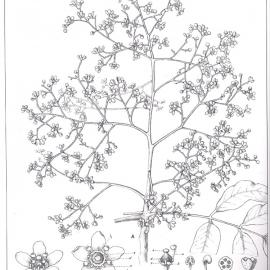 Forest Flora of New South Wales (Volume 2): Plate 73: The Yellow Wood