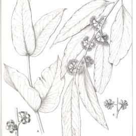 Forest Flora of New South Wales (Volume 2): Plate 75: The Broad leaved Peppermint