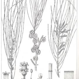 Forest Flora of New South Wales (Volume 2): Plate 76: The Bull Oak