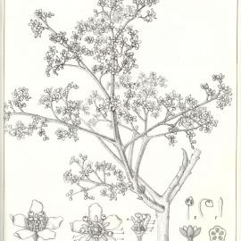 Forest Flora of New South Wales (Volume 3): Plate 77: Crow's Ash or Bogum Bogum