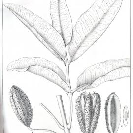 Forest Flora of New South Wales (Volume 3): Plate 78: Crow's Ash or Bogum Bogum