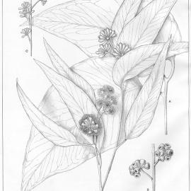 Forest Flora of New South Wales (Volume 3): Plate 79: Blackbutt or Peppermint