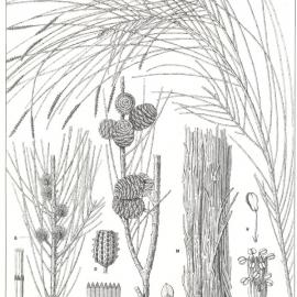 Forest Flora of New South Wales (Volume 3): Plate 80: The Thready Barked Oak