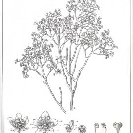 Forest Flora of New South Wales (Volume 3): Plate 81: The Hill Flindersia
