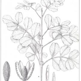 Forest Flora of New South Wales (Volume 3): Plate 82: The Hill Flindersia